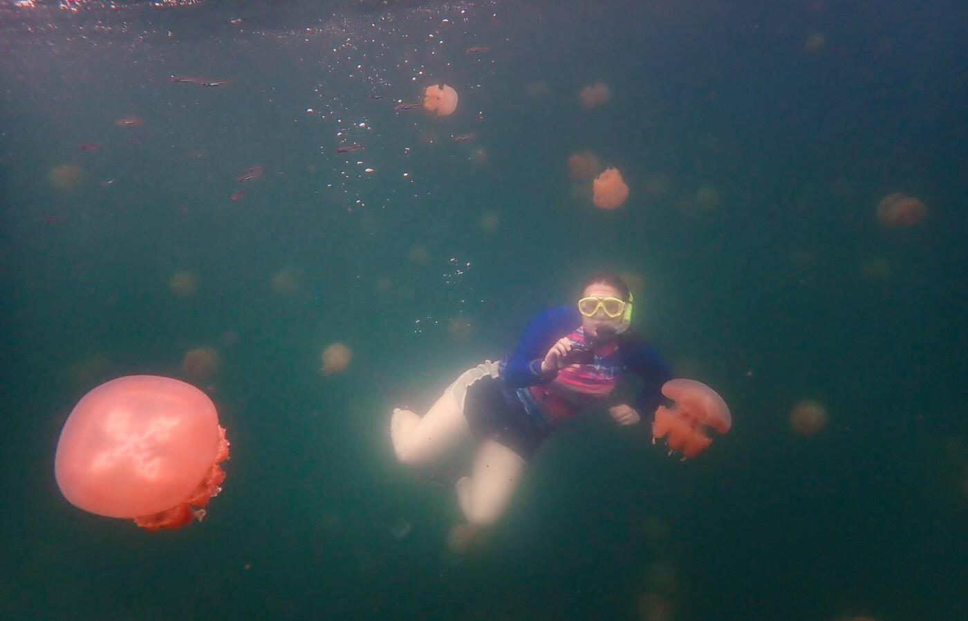 Simone snorkeling with jellyfish in a saltwater lake.