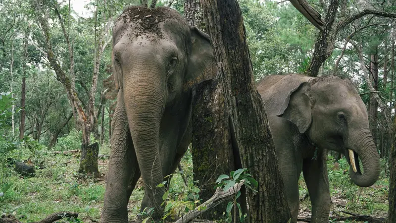 two elephants standing by a tree