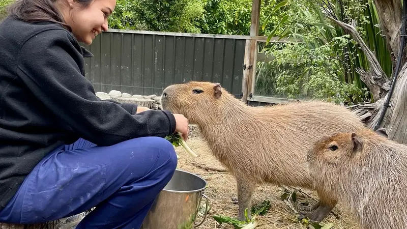 student feeding capybaras in New Zealand