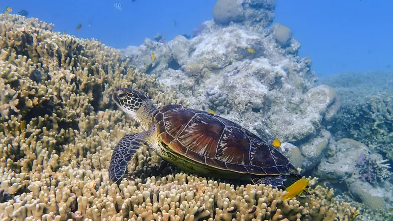 sea turtle swimming on coral reef