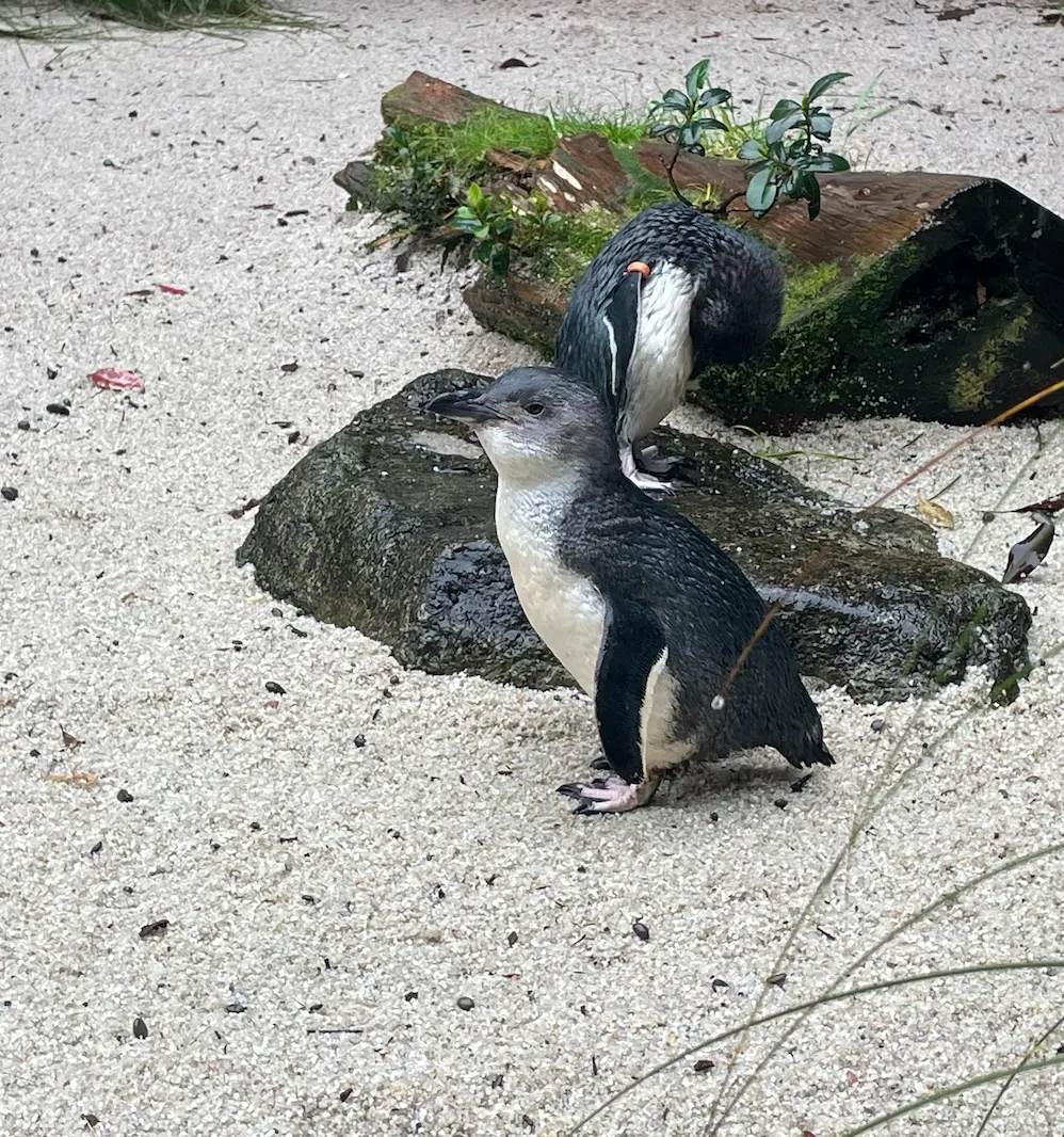 Little blue penguins